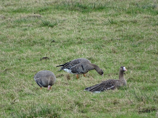 纳波利与费 纳波利与费